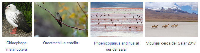 Salar de Uyuni en Bolivia: plantas y
animales 02 Salar de Uyuni en Bolivia:
plantas y animales 02