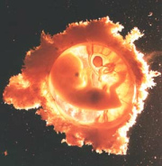 Das ungeborene Leben kann durch
              Quecksilberd�mpfe schwer gesch�digt werden, denn das mit
              Quecksilber versetzte Blut erreicht auch den F�tus.