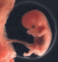 Quecksilber aus
                          Amalgam wird bei der Schwangeren ins Blut
                          bertragen und reichert sich auch in den
                          Organen des Ungeborenen an, ganz legal, ohne
                          dass bis heute (2008) ein Richter eingreifen
                          wrde...