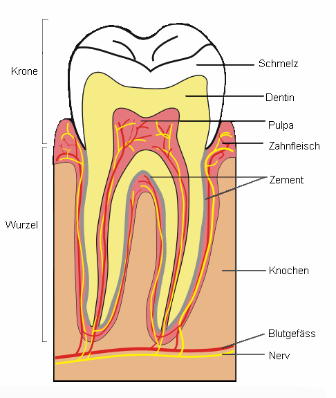 Zahn-Schema: Das Dentin
                          ist mit der Pulpa verbunden, wo das Blut
                          durchfliesst. Quecksilber von einer
                          Amalgamfllung gelangt durch das Dentin in die
                          Pulpa und ins Blut, so dass der gesamte
                          Zahnfleisch und auch der Kiefer mit
                          Quecksilber angereichert wird und im
                          Extremfall degeneriert.