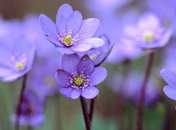 Leberbl�mchen (Hepatica),
                              Nahaufnahme
