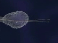 Film
                                      �ber Quecksilberwirkung an Nerven
                                      08: Zusammenbruch und R�ckzug der
                                      Nervenstruktur