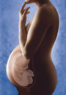 Eine
                        Schwanger mit dem Ungeborenen, ein Schema. Wenn
                        das Quecksilber �ber die Atmung tagt�glich zu
                        80% aufgenommen wird und im Blut der Mutter
                        zirkuliert, ist es sehr wahrscheinlich, dass das
                        Ungeborene dieses Quecksilberblut abbekommt.