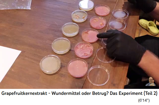 Die antibiotische Wirkung von
Grapefruitkernextrakt in Petrischalen mit Nährboden:
in hoher Konzentration wirkt es antibakteriell:
Video: Grapefruitkernextrakt - Wundermittel oder
Betrug? Das Experiment (Teil 2) (18'41'') Die
antibiotische Wirkung von Grapefruitkernextrakt in
Petrischalen mit Nährboden: in hoher Konzentration
wirkt es antibakteriell: Video:
Grapefruitkernextrakt - Wundermittel oder Betrug?
Das Experiment (Teil 2) (18'41'')