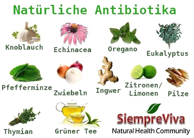 Natürliche Antibiotika:
Knoblauch, Echinacea, Oregano, Eukalyptus, Pfefferminze,
Zwiebeln, Ingwer, Zitronen / Limonen, Pilze, Thymian,
Grüntee - und auf dem Foto fehlt: der Honig Natürliche Antibiotika: Knoblauch, Echinacea,
Oregano, Eukalyptus, Pfefferminze, Zwiebeln, Ingwer,
Zitronen / Limonen, Pilze, Thymian, Grüntee - und auf dem
Foto fehlt: der Honig