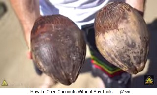 Wir sehen originale Kokosnsse auf Hawaii, Nahaufnahme