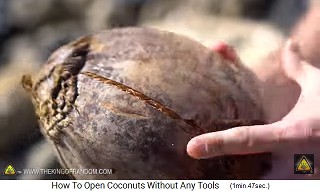 Die Kokosnus-Aussenschale bekommt lange Risse, Nahaufnahme