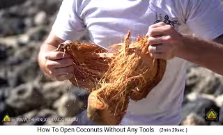 Die Aussenschale der Kokosnuss ist offen, mit vielen Fasern
