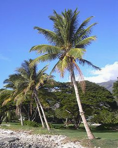Coconut palms on Maui Island (South Sea)