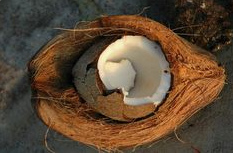Coconut cut open