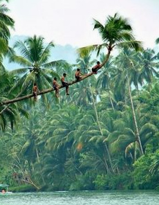 Children on coconut palm tree on Bohol (Philippines)