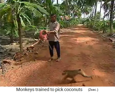 Coconut monkey on a rope