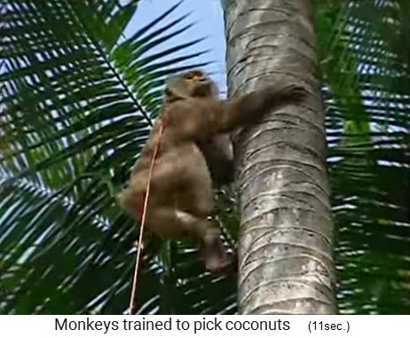 Coconut monkey fetching coconuts from tall palm trees