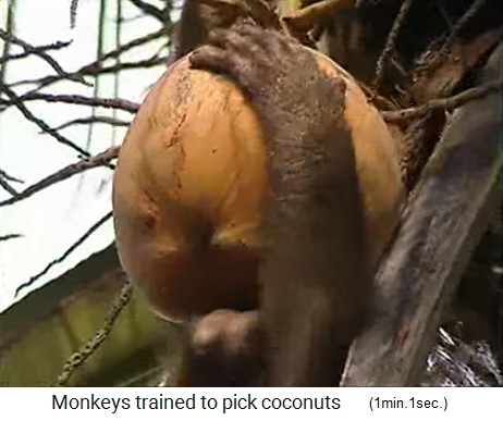 The coconut monkey turns on a coconut, close-up