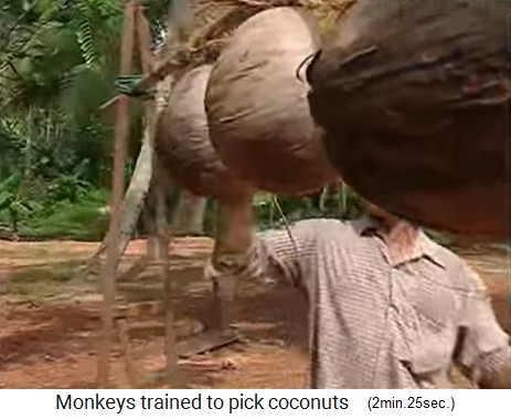 The coconut monkey is trained on the rack 1