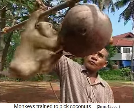 The coconut monkey is trained on the rack 2