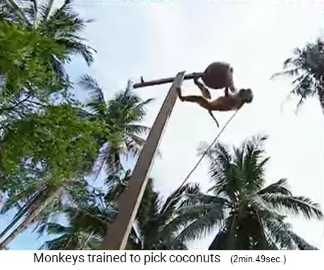 The coconut monkey is trained on the rack 3
