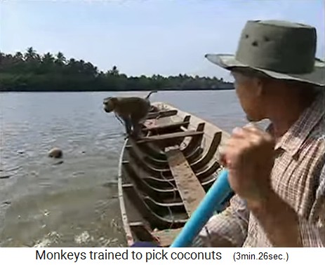 The coconut monkey is also fishing coconuts from the waters 2