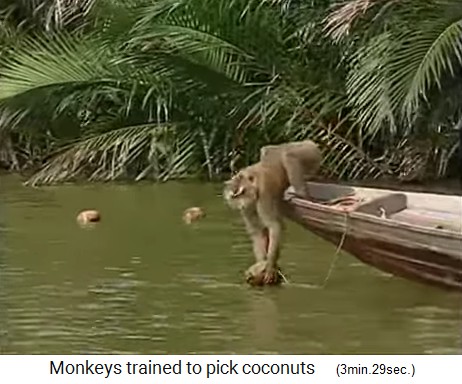 The coconut monkey is also fishing coconuts from the waters 3