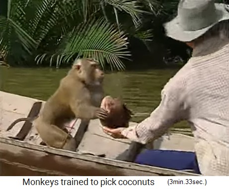 The coconut monkey is also fishing coconuts from the waters 4