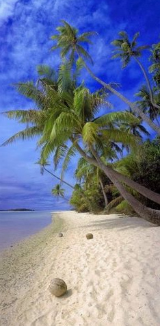 Brown
                        coconuts on a beach