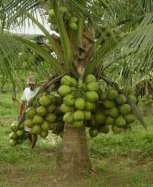 Dwarf Coconut Tree