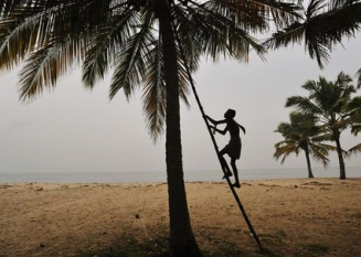 Coconut harvest with a ladder, Kerala (India)