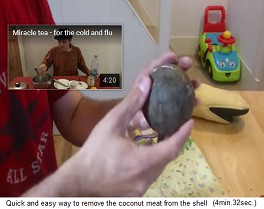 Here is
                  the peeled coconut, the pulp (copra) is still covered
                  with the fine brown skin