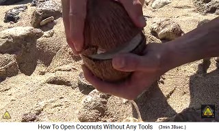 Now one can gently
                  open the coconut