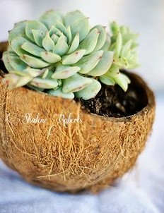 Raw
                  coconut becomes a flowerpot
