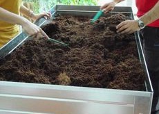 Earthworms earth and coconut
                  fiber for horticulture 02