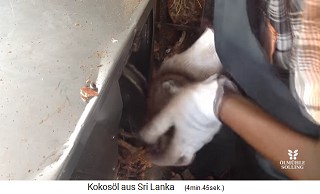 Coconut worker on a coconut peeling machine