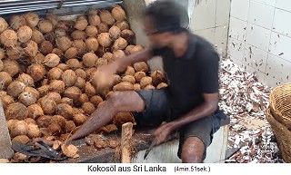 A
                    coconut worker takes a coconut