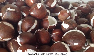 Here is the coconut meat with the
                    cuticle, unpeeled