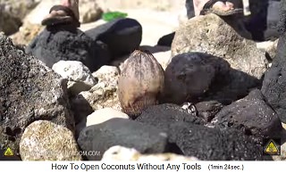 El coco se coloca en una posicin vertical entre otras piedras