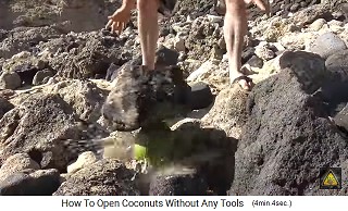 Una gran piedra cae sobre el coco verde, y toda el agua de coco sale a borbotones la primera vez