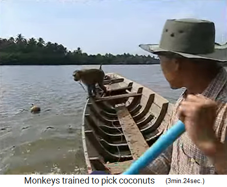 Un coco
                  flotando en el r�o