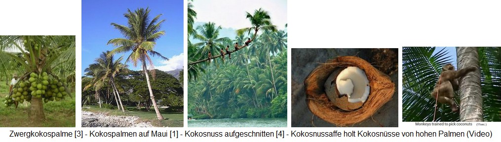 Kokospalmen, Kokosnuss und Kokosaffe f�r die
                Ernte