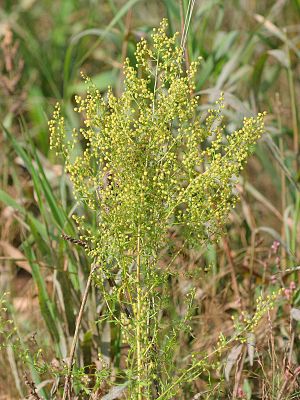 Artemisia Annua (Einjähriger Beifuss) in
                    Blüte