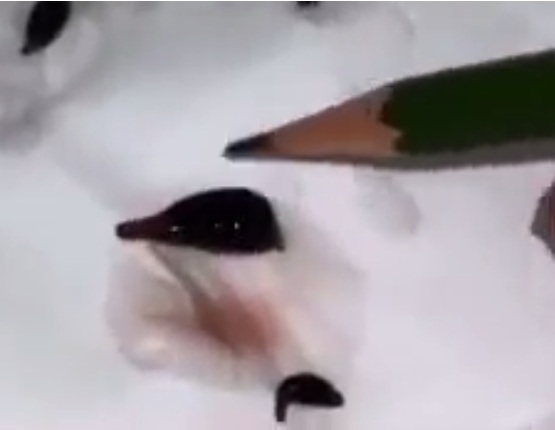 Video: CHINA 2.3.2023: Blutegeltest -
Blutegel sterben am giftigen Blut nach
"Coronaimpfung" (2'9'') Video: CHINA 2.3.2023: Blutegeltest -
Blutegel sterben am giftigen Blut nach
"Coronaimpfung" (2'9'')