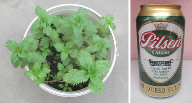 Busen w�chst um 1cm pro
                    Woche: Anissamen kauen, Gr�nteile von Fenchel essen,
                    Biermassage machen, und alle 3 Tage die Br�ste mit
                    Brennnesseln pieksen