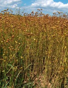 Leinsamen mit
                          Kapseln
