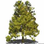 Kampfer�l vom Kampferbaum, ein
                                  Bestandteil der Salbe gegen
                                  Magenkr�mpfe