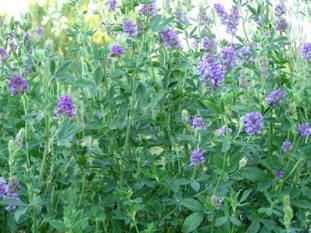 Alfalfasaft ist ein Teil des
                                    Saftes gegen Blutungen