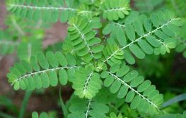 Phyllanthus niruri (Span.:
                                    chanca piedra)