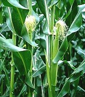 Sud mit Maishaaren
                                      f�r die Prostata