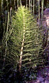 Sud mit Schachtelhalm f�r die
                                    Prostata