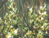 Indiotee (flor de arena), Pflanzen