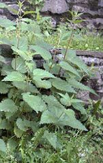 Brennnesseln, ein Element gegen
                                    Blutarmut