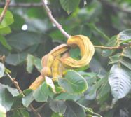 Einen der Pflanze
                                              Inga feuillei (Span.:
                                              Pacay) zur H�lfte sch�len,
                                              dann mahlen